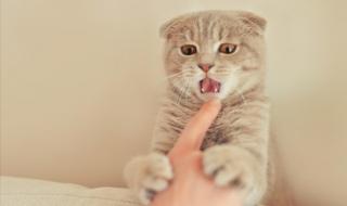 猫喜欢咬人怎么教训他 猫咪咬人怎么办